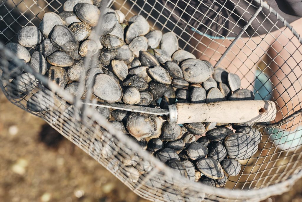 Pêche à pied la turballe